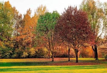 Autumn trees in rural Stonewall, North Louisiana